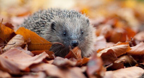 Lancashire Animal Shelters: Preventing Abandonment & Supporting Pet Owners